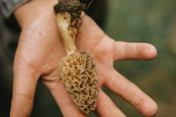 Pilz in Kinderhand