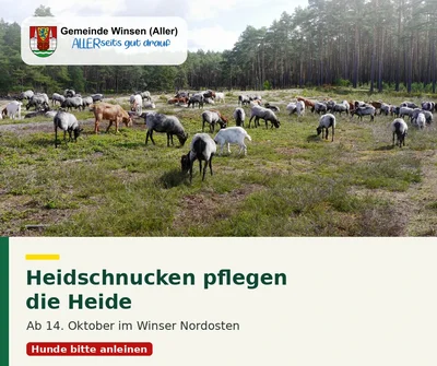Heidschnucken pflegen die Heide. Ab 14. Oktober im Winser Nordosten. Hunde bitte anleinen. Foto: Eine Herde Heidschnucken weidet auf einer Heidefläche vor einem Kiefernwald