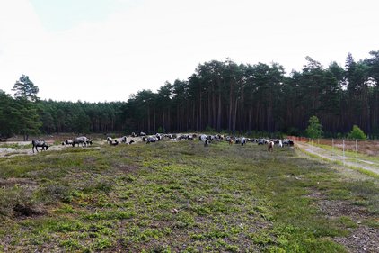 Schafherde auf weitläufiger, vegetationsreicher Fläche vor dunklem Wald. Landschaftspflege durch Beweidung, Winsen (Aller).