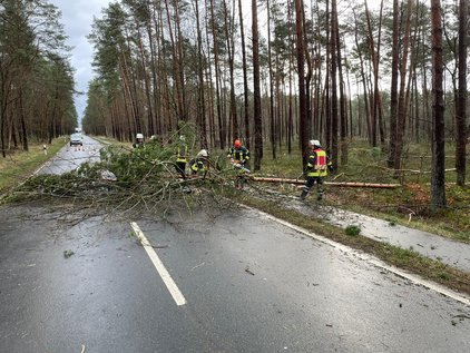 Einsatz der Feuerwehr Winsen (Aller) Feuerwehrleute entfernen einen umgestürzten Baum von einer nassen Straße im Wald.