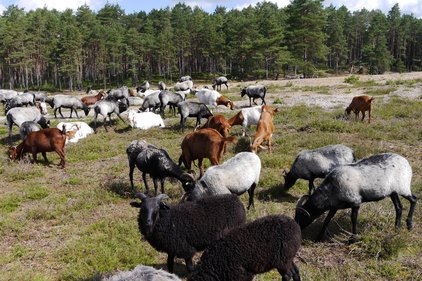 Schafherde beweidet eine offene Landschaft mit niedrigem Bewuchs. Im Hintergrund ein dichter Wald. Landschaftspflege durch Tiere.