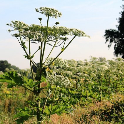 Jakobskreuzkraut - Riesenbärenklau - Eichenprozessionsspinner ein Pflanze (Riesenbärenklau) mit weiteren Pflanzen und einem blauen Himmel im Hintergrund