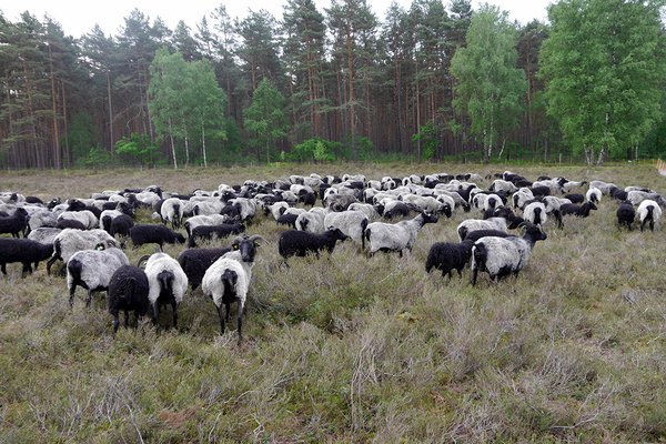 Heidschnuckenherde grast auf sonniger Heidefläche bei Winsen (Aller) mit lila Heidekraut im Vordergrund.