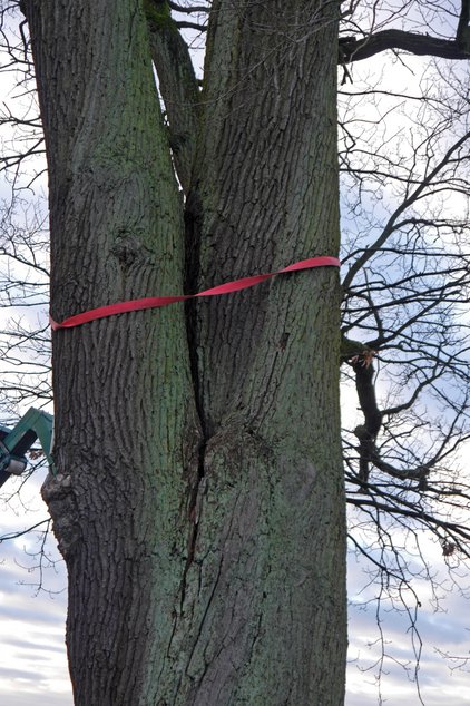 Bild von einem Baum auf dem Allerdamm in Winsen (Aller)