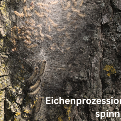 Eichenprozessionsspinner an einem Baumstam
