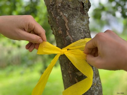 Gelbes Band markiert Obstbaum zur Erntefreigabe. Hände binden ein gelbes Papierband um den Stamm eines Obstbaums.
