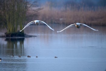 zwei Schwäne landen auf dem Teich in Meißendorf