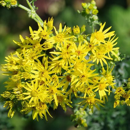 Jakobskreuzkraut - Riesenbärenklau - Eichenprozessionsspinner eine Nahaufnahme von gelber Blumen (Jakobskreuzkraut)