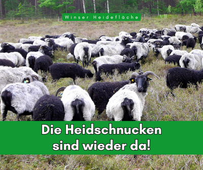 Themenbild zu „Heidschnucken kehren auf die Winser Heide zurück“ 