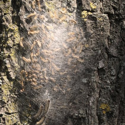 Jakobskreuzkraut - Riesenbärenklau - Eichenprozessionsspinner eine Nahaufnahme eines Baumstammes mit Eichenprozessionsspinner auf der Rinde