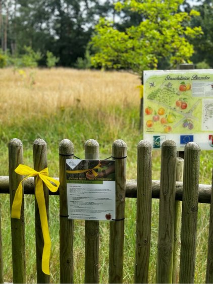 Ein Holzzaun mit einer gelben Schleife und einem Schild mit Informationen zum "Gelben Band – Ernteprojekt". Im Hintergrund ist eine Streuobstwiese zu sehen.