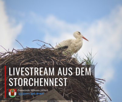 Grafik - Link zum Live-Stream aus dem Storchennest