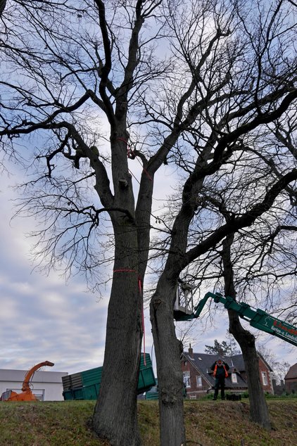 Bild von einem Baum am Allerdamm in Winsen (Aller) vor der Fällung