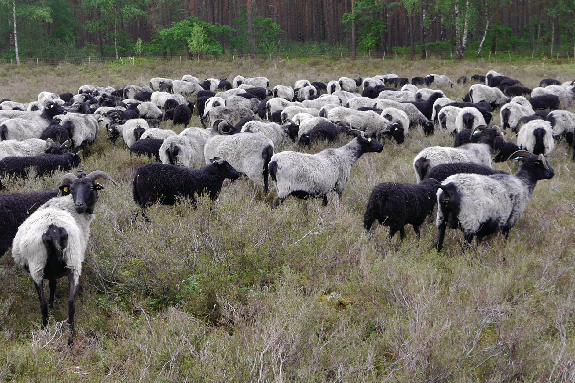 Heidschnuckenherde grasen auf einer Heidefläche