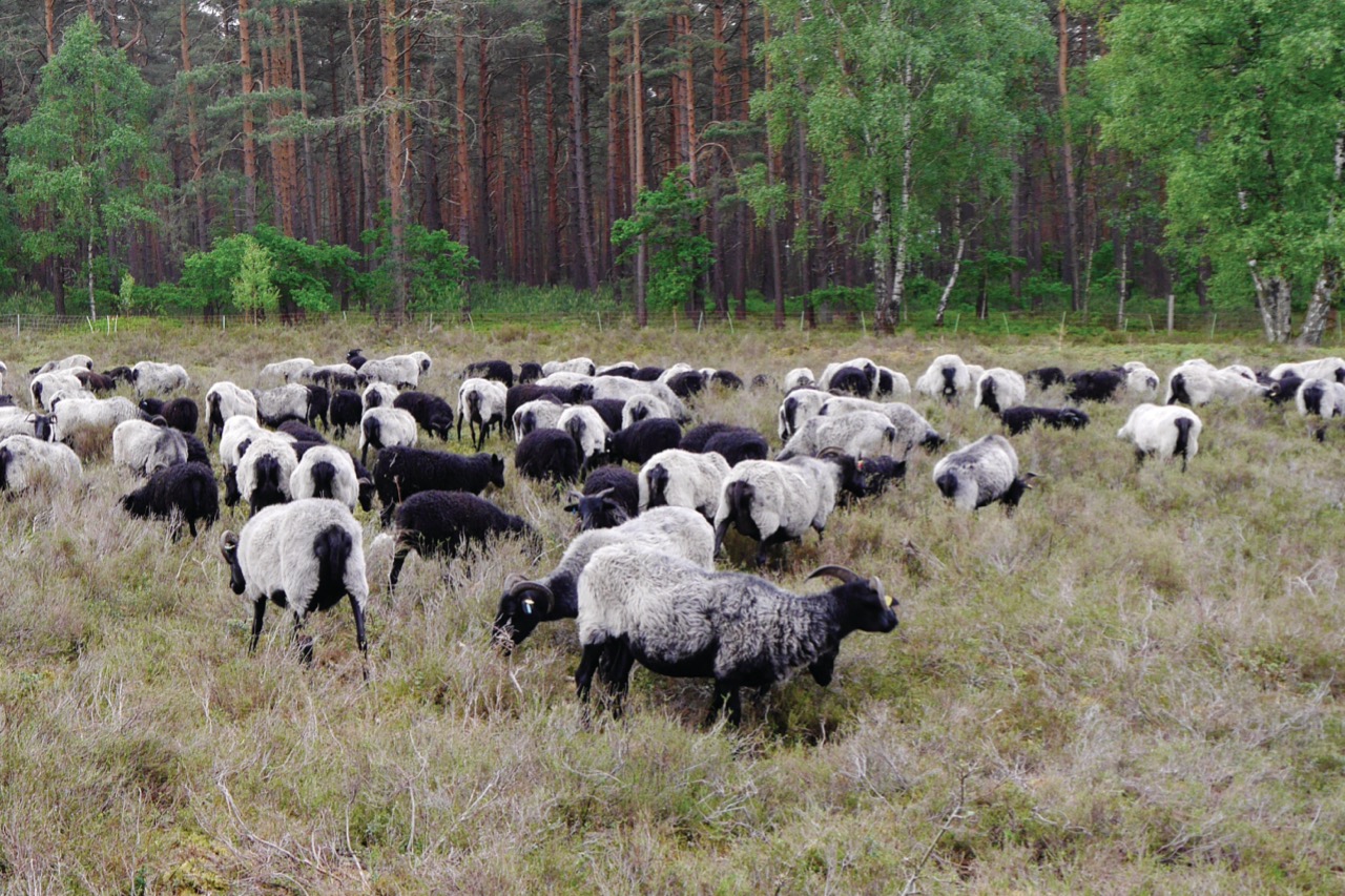 Heidschnucken auf der Winser Heidefläche Eine Herde Heidschnucken auf eine Heidefläche