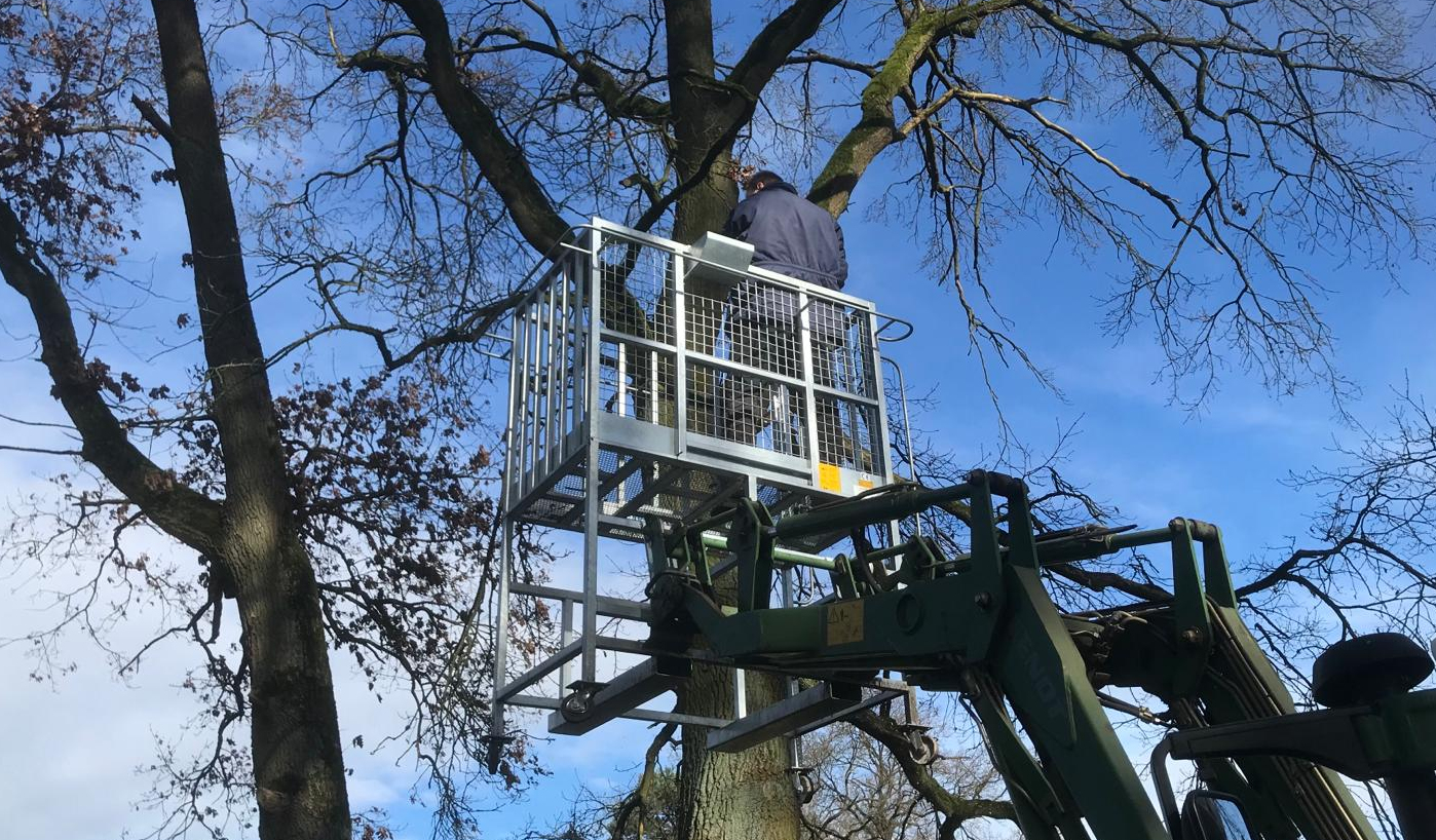 Person in einer Hebebühne bei Baumpflegearbeiten.